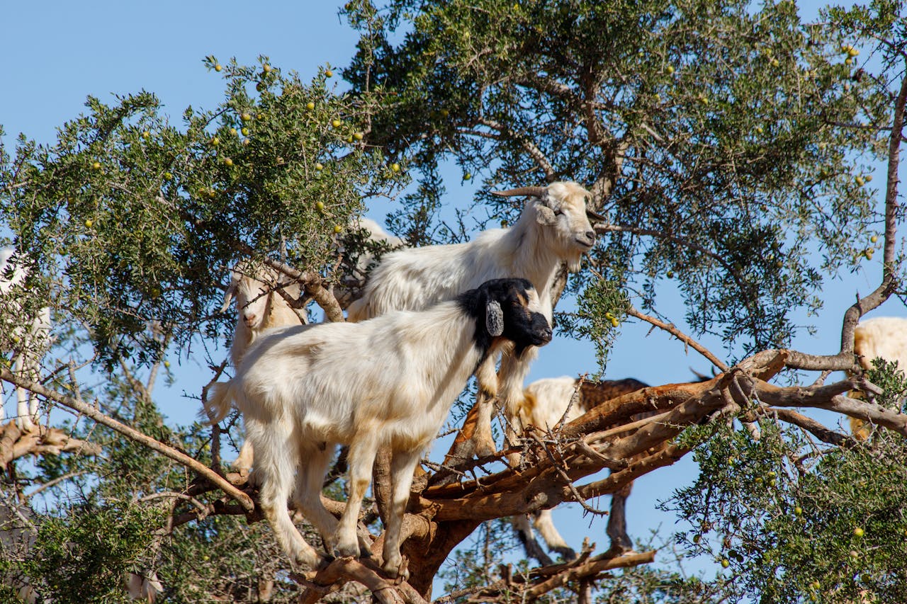 Photo by Jacek Plak: https://www.pexels.com/photo/goats-on-a-tree-16146094/